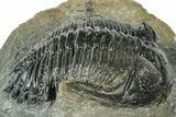 Bargain, Hollardops Trilobite Fossil - Ofaten, Morocco #311255-2